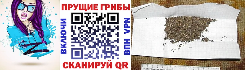 Псилоцибиновые грибы GOLDEN TEACHER  Петушки 